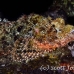 scorpionfish_tasseled_lsb_ki_h_0120_kom5704.jpg
